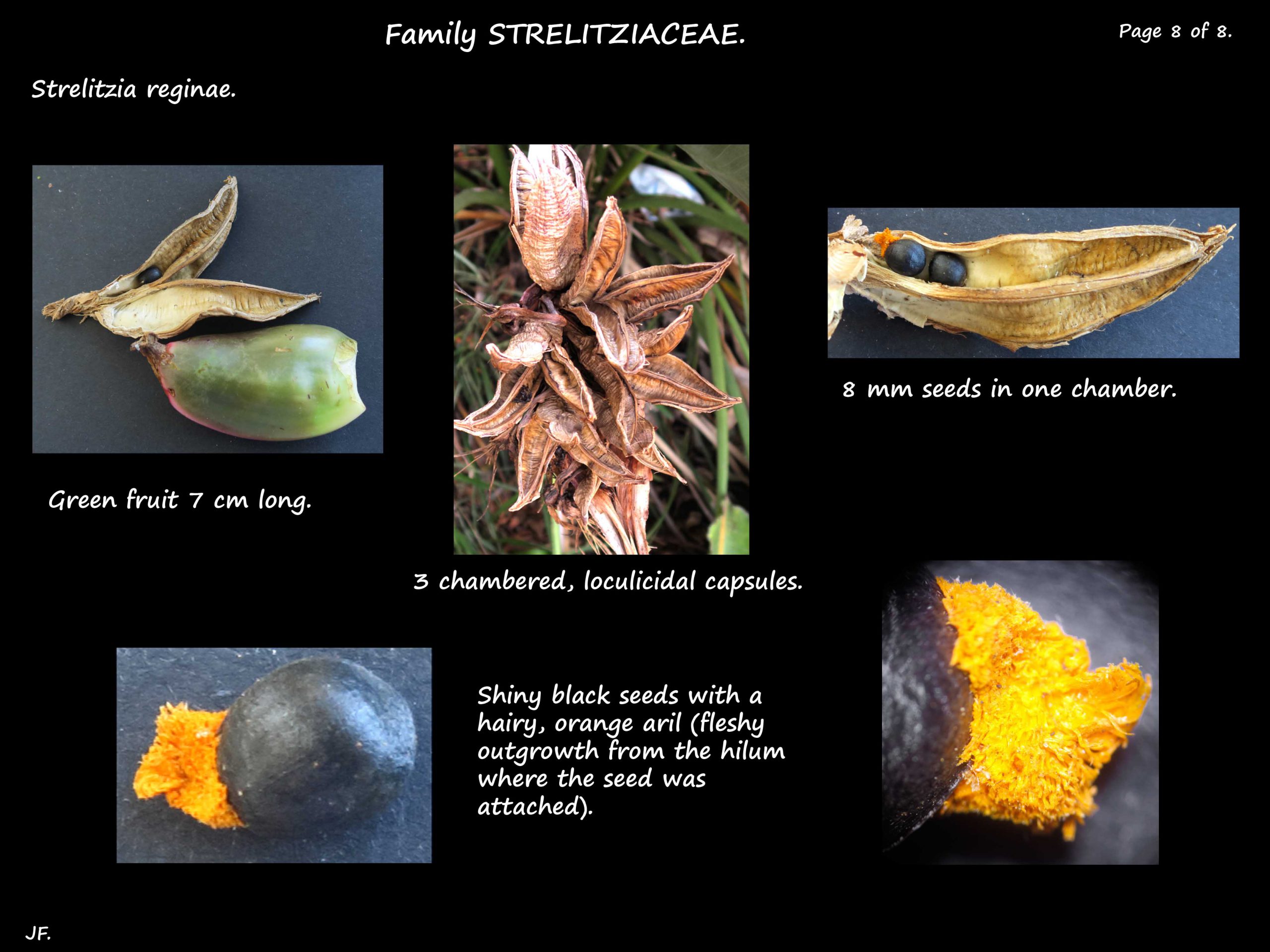 8 Strelitzia reginae capsules